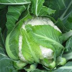 Капуста цветная Наутилус F1 /1.000 шт/ *Clause*