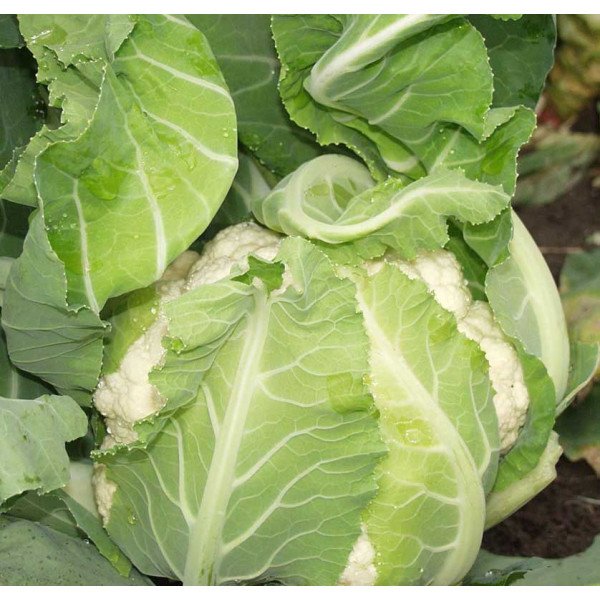 Семена капусты цветной Наутилус F1 /2.500 шт/ *Clause*