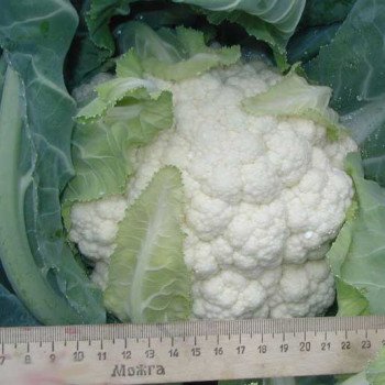 Капуста цветная Наутилус F1 /10.000 шт/ *Clause*