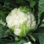 Капуста цветная Авизо F1 /1.000 шт/ *Clause*