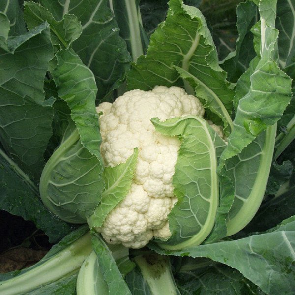 Насіння капусти цвітної Авізо F1 /2.500 шт/ *Clause*