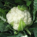 Капуста цвітна Авізо F1 /10.000 шт/ *Clause*