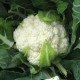 Насіння капусти цвітної Авізо F1 /10.000 шт/ *Clause*