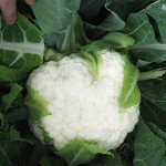 Капуста цвітна Бригантина F1 /1.000 шт/ *Clause*