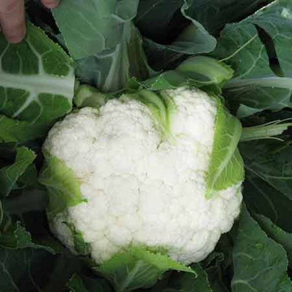 Насіння капусти цвітної Бригантина F1 /2.500 шт/ *Clause*