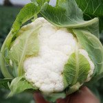 Капуста цвітна Саборд F1 /2.500 шт/ *Clause*