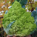 Капуста цвітна Джитано F1 /1.000 шт/ *Clause*