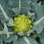 Капуста цвітна Джитано F1 /10.000 шт/ *Clause*