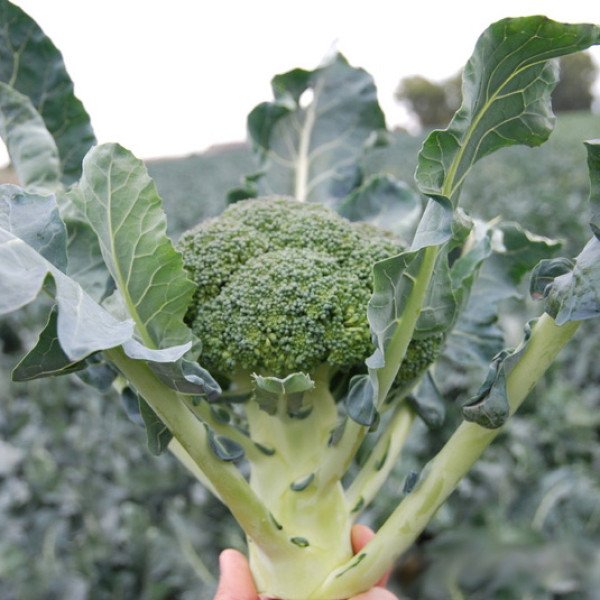 Насіння капусти броколі Корос F1 /2.500 шт/ *Clause*