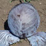 Капуста червонокачанна Редскай F1 /1.000 шт/ *Clause*