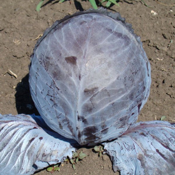 Насіння капусти червонокачанної Редскай F1 /1.000 шт/ *Clause*