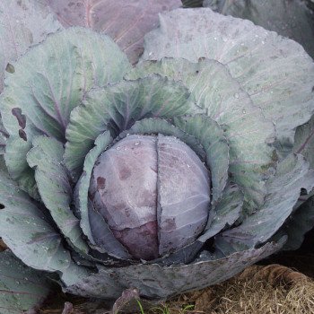 Капуста краснокочанная Редскай F1 /2.500 шт/ *Clause*