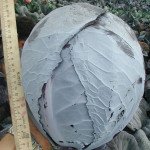 Капуста червоноголова Фуего F1 /2.500 шт/ *Clause*