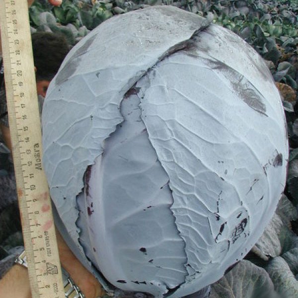 Насіння капусти червоноголової Фуего F1 /2.500 шт/ *Clause*