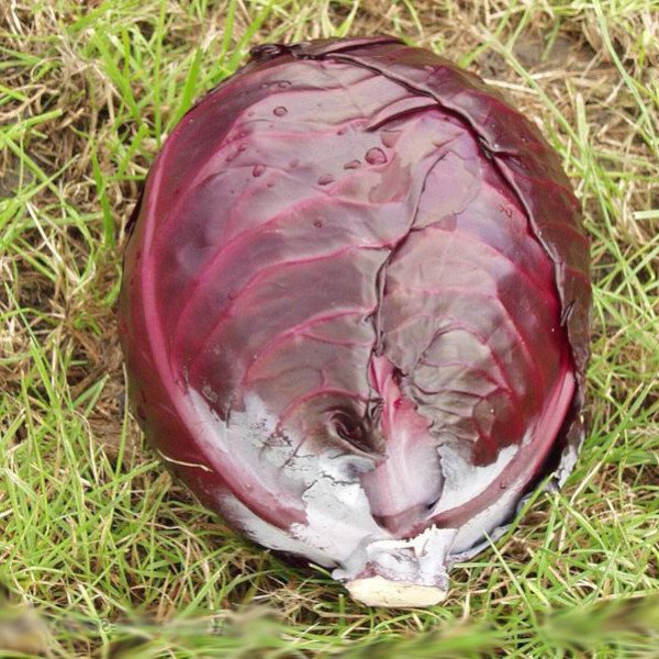 Насіння капусти червоноголової Фуего F1 /10.000 шт/ *Clause*