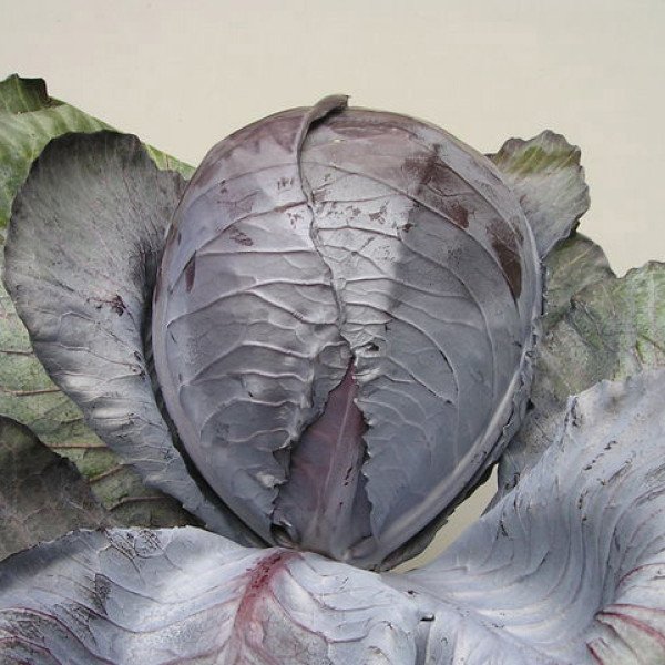 Насіння капусти червоноголової Гарансі F1 /1.000 шт/ *Clause*