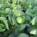 Капуста білокголова Легат F1 /2.500 шт/ *Clause*
