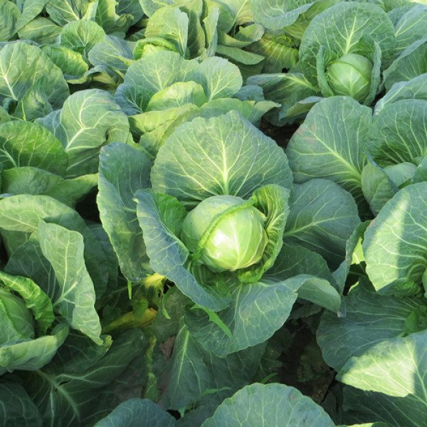 Семена капусты белокочанной Легат F1 /2.500 шт/ *Clause*
