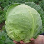 Капуста білоголова Оракл F1 /1.000 шт/ *Clause*