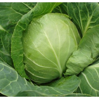 Капуста белокочанная Оракл F1 /10.000 шт/ *Clause*