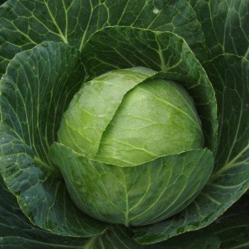 Капуста белокочанная Сир F1 /1.000 шт/ *Clause*