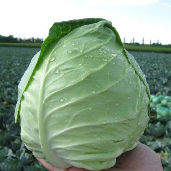 Капуста белокочанная Сир F1 /2.500 шт/ *Clause*