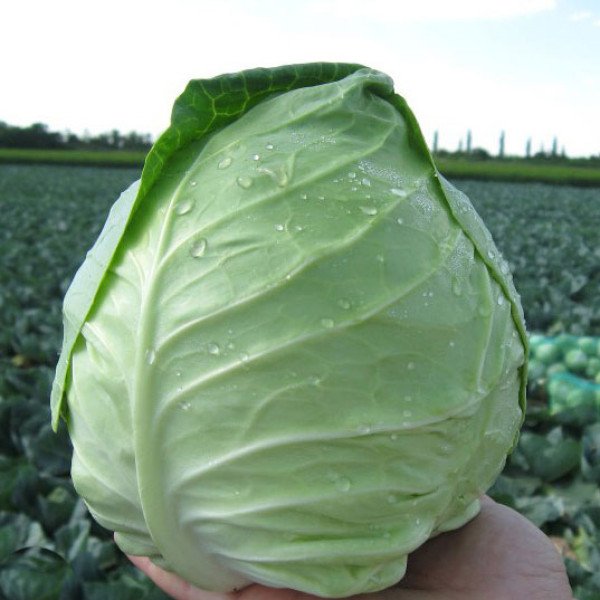 Насіння капусти білоголової Сир F1 /2.500 шт/ *Clause*