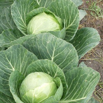 Капуста белокочанная Сир F1 /10.000 шт/ *Clause*