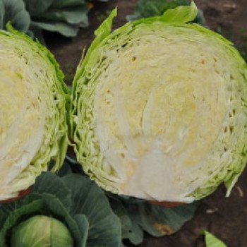 Капуста белокочанная Годвари F1 /1.000 шт/ *Clause*