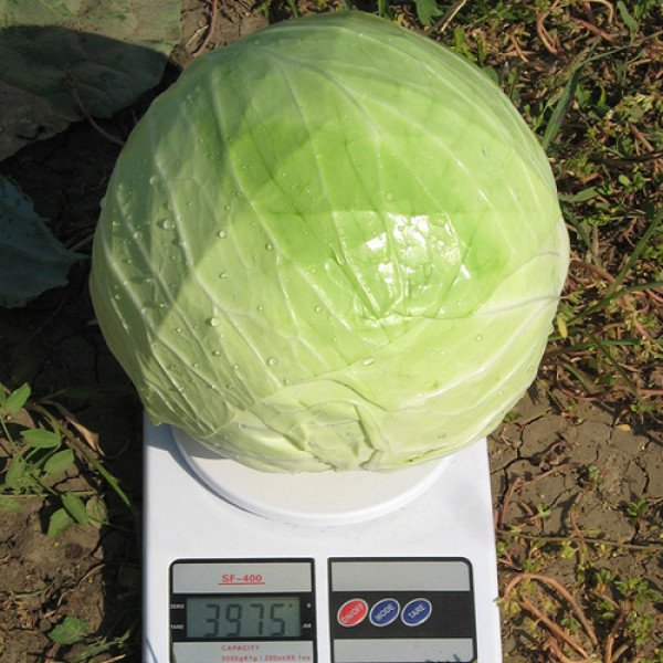 Насіння білокачанної капусти Капорал F1 /1.000 шт/ *Clause*