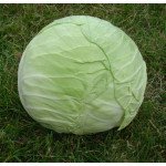 Капуста білоголова Капорал F1 /2.500 шт/ *Clause*