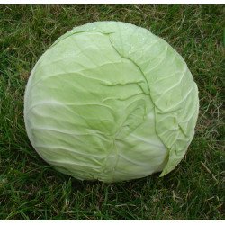 Капуста білоголова Капорал F1 /2.500 шт/ *Clause*