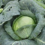 Капуста білоголова Кубок F1 /1.000 шт/ *Clause*