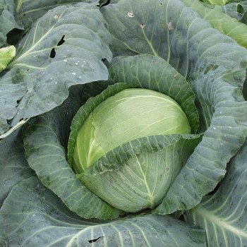 Капуста белокочанная Кубок F1 /1.000 шт/ *Clause*