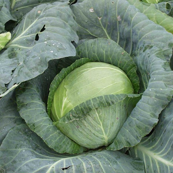 Насіння капусти білоголової Кубок F1 /1.000 шт/ *Clause*