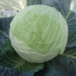 Капуста білоголова Кубок F1 /2.500 шт/ *Clause*
