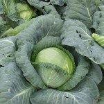 Капуста белокочанная Кубок F1 /10.000 шт/ *Clause*