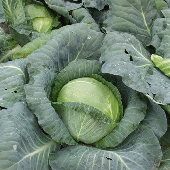 Капуста белокочанная Кубок F1 /10.000 шт/ *Clause*