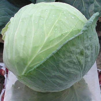 Капуста белокочанная Браво F1 /2.500 шт/ *Clause*