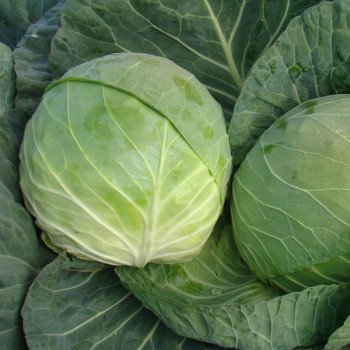 Капуста белокочанная Браво F1 /10.000 шт/ *Clause*