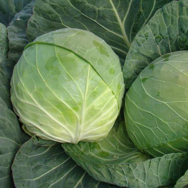 Семена капусты белокочанной Браво F1 /10.000 шт/ *Clause*