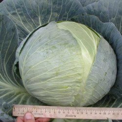 Капуста білоголова Центуріон F1 /2.500 шт/ *Clause*