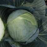 Капуста білоголова Центуріон F1 /10.000 шт/ *Clause*