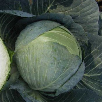 Капуста белокочанная Центурион F1 /10.000 шт/ *Clause*