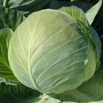 Капуста белокочанная Бригадир F1 /2.500 шт/ *Clause*