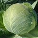 Насіння капусти білокачанної Бригадир F1 /2.500 шт/ *Clause*