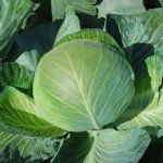 Капуста белокочанная Бригадир F1 /10.000 шт/ *Clause*