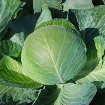 Капуста белокочанная Бригадир F1 /10.000 шт/ *Clause*