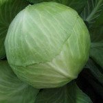 Капуста білоголова Декуріон F1 /2.500 шт/ *Clause*
