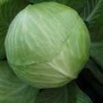 Капуста білоголова Декуріон F1 /10.000 шт/ *Clause*